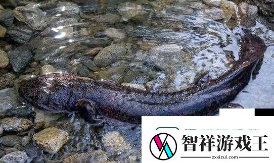 魔法蝾螈保底机制大揭秘！抽到前必看的3个冷知识